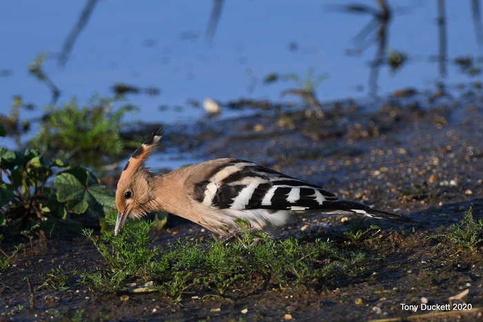 Hoopoe