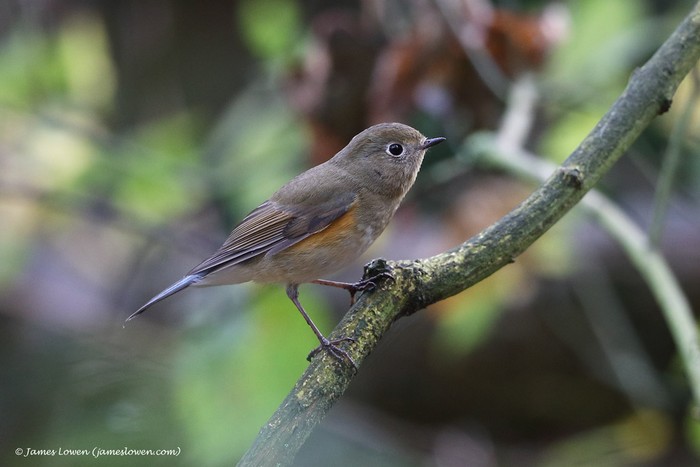 Red-flanked Bluetail