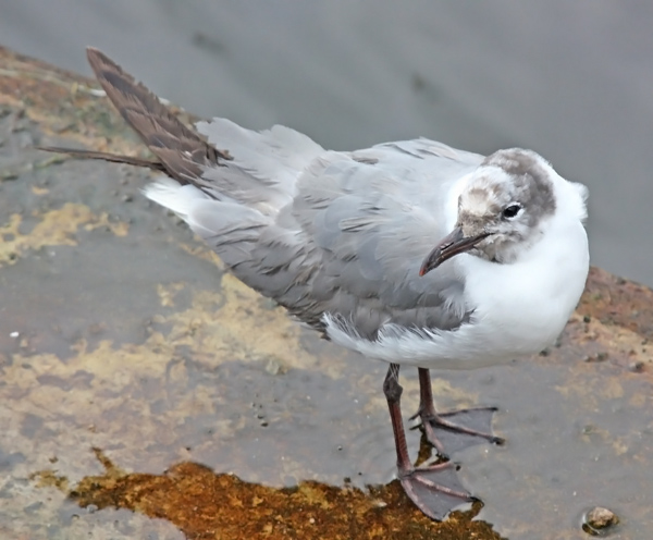 Laughing Gull