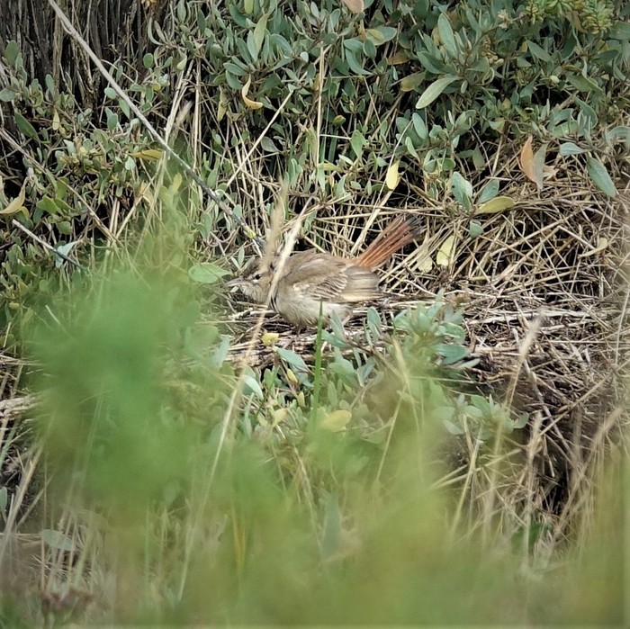 Eastern Rufous Bush Chat