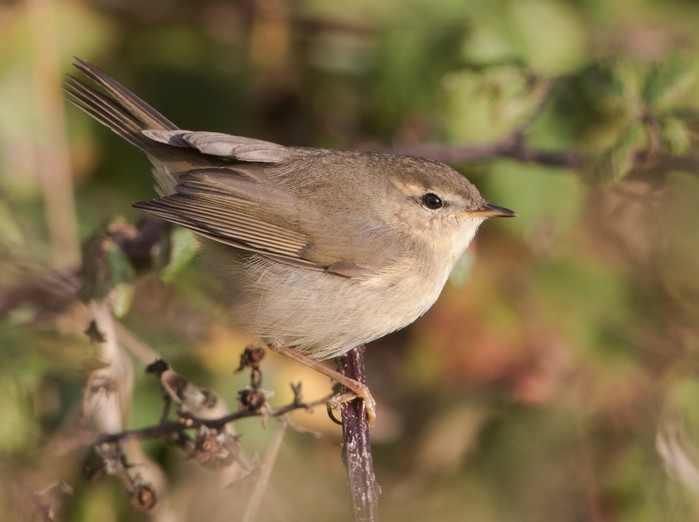 Dusky Warbler