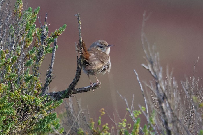 Eastern Rufous Bush Chat