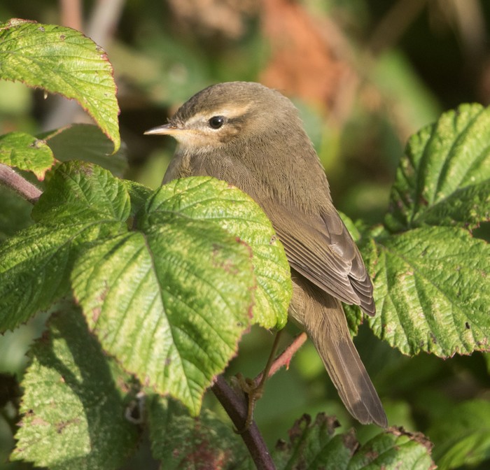 Dusky Warbler