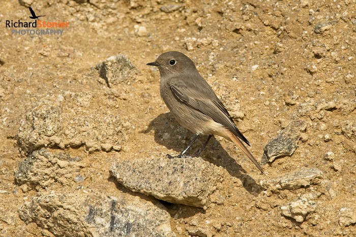 Black Redstart
