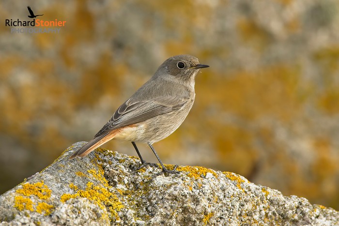 Black Redstart