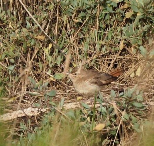 Eastern Rufous Bush Chat