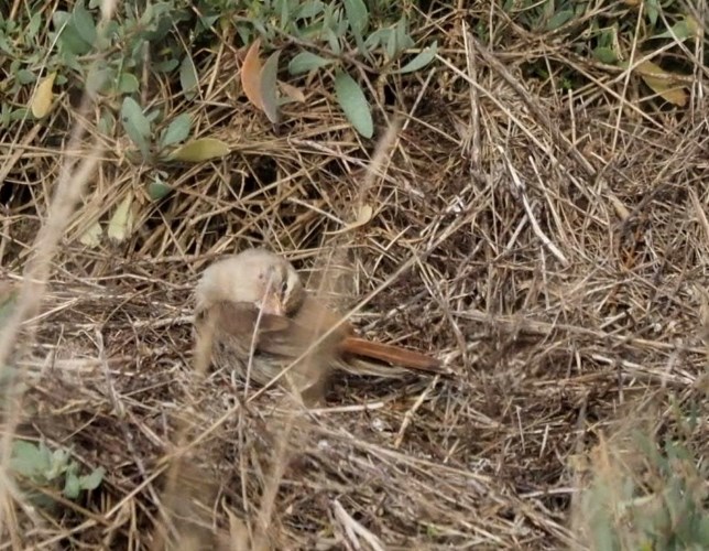 Eastern Rufous Bush Chat