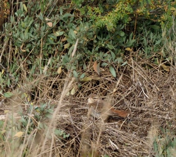 Eastern Rufous Bush Chat