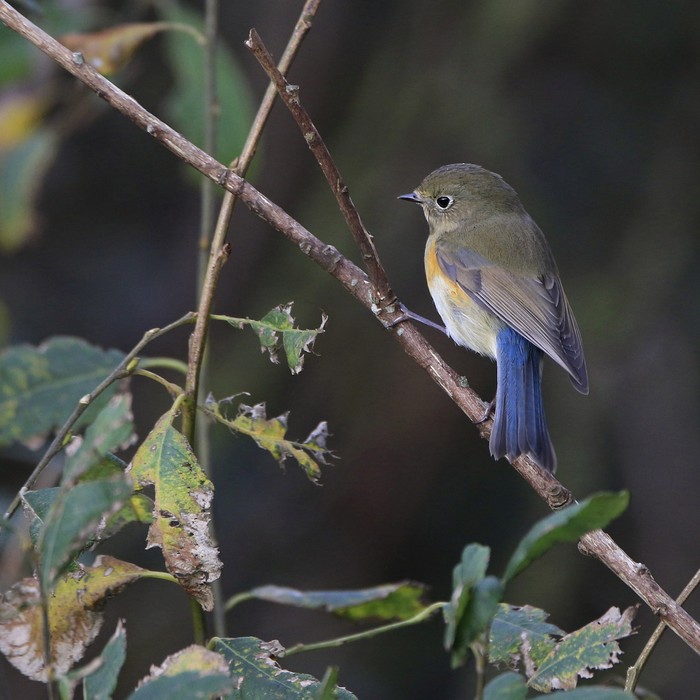 Red-flanked Bluetail