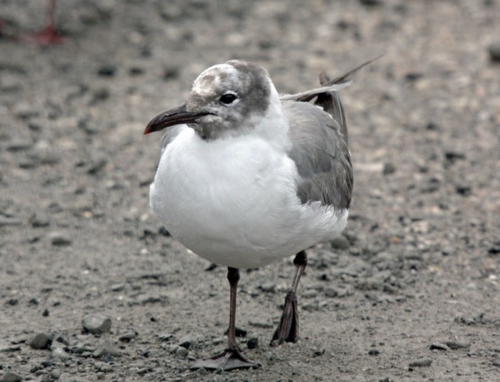Laughing Gull