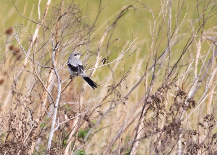 Great Grey Shrike