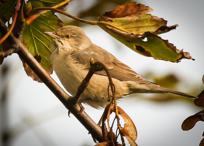 Barred Warbler