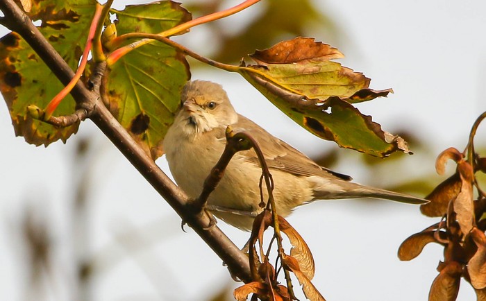 Barred Warbler
