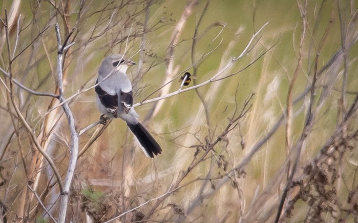 Great Grey Shrike