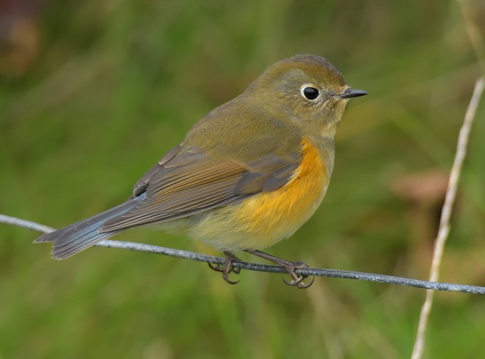 Red-flanked Bluetail 