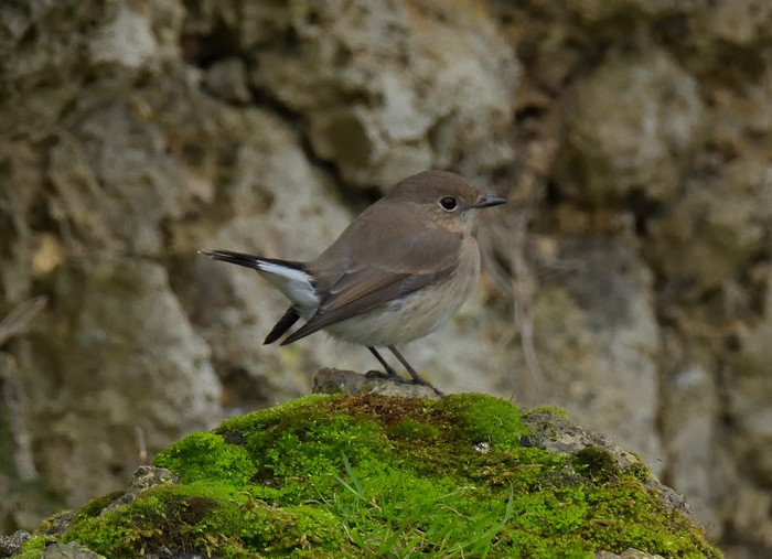 Taiga Flycatcher