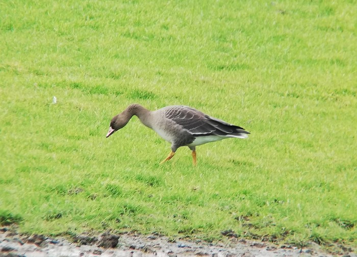 Russian White-fronted Goose