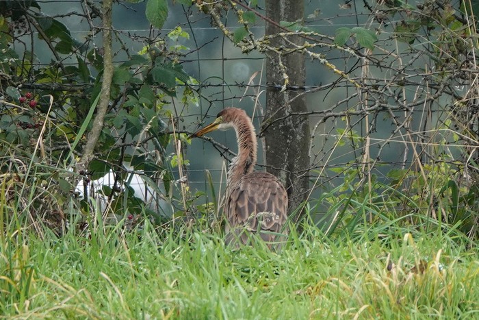 Purple Heron