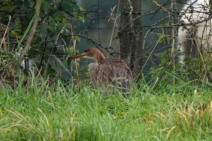 Purple Heron