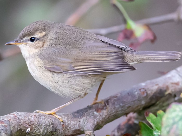 Dusky Warbler