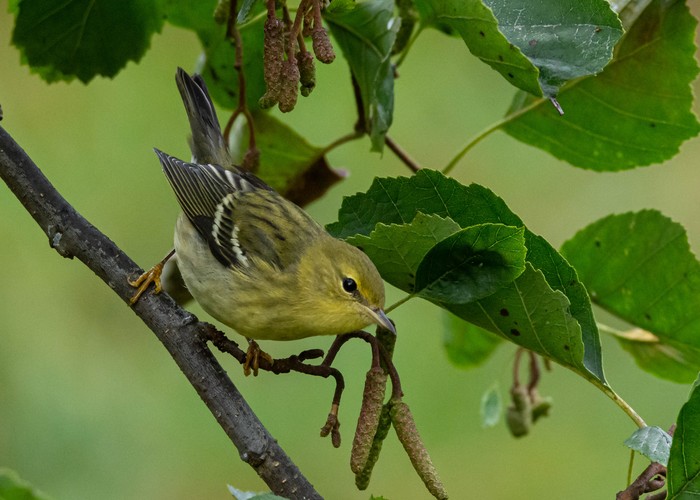Blackpoll Warbler