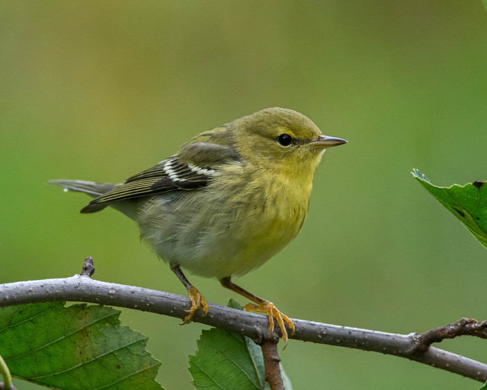 Blackpoll Warbler