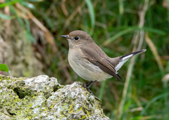 Taiga Flycatcher
