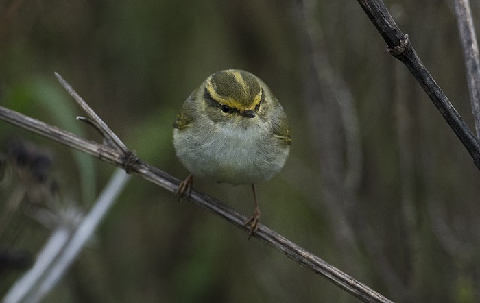 Pallas's Warbler
