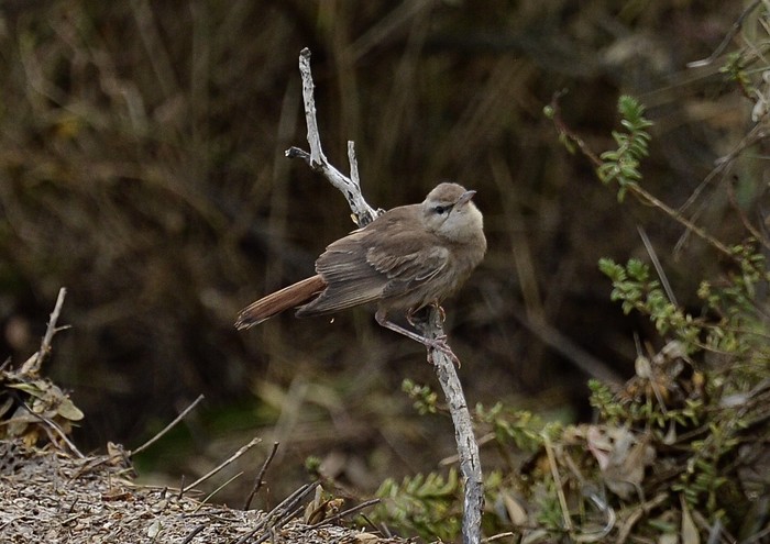 Eastern Rufous Bush Chat