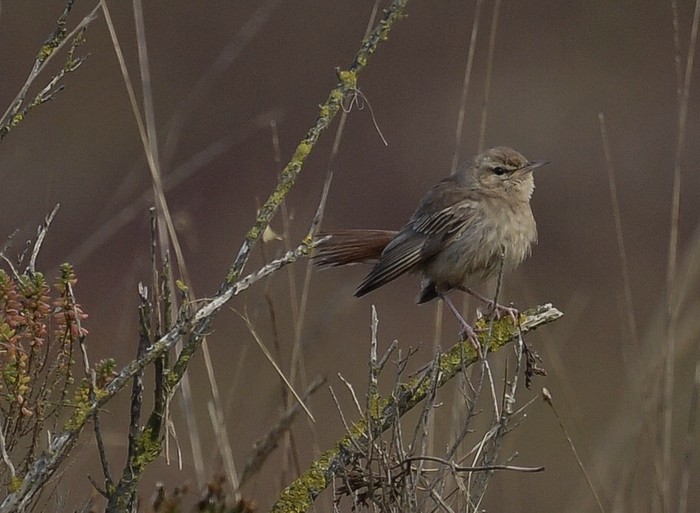 Eastern Rufous Bush Chat