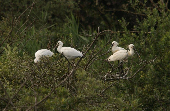Spoonbill