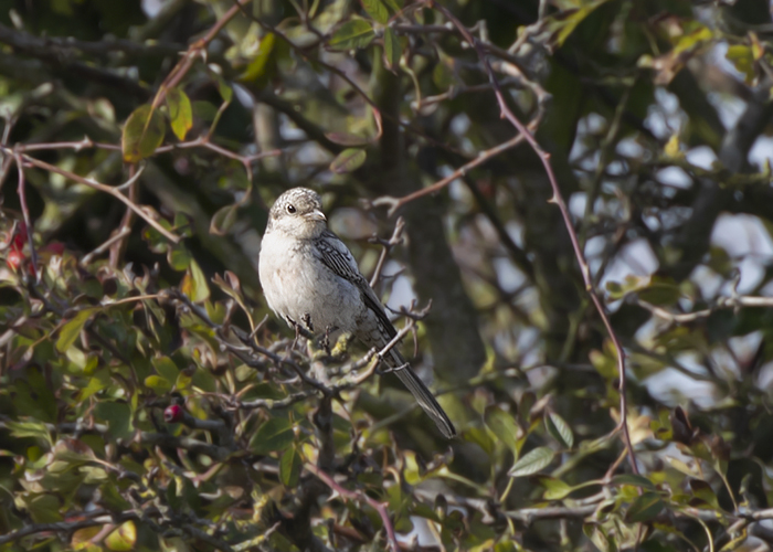Masked Shrike