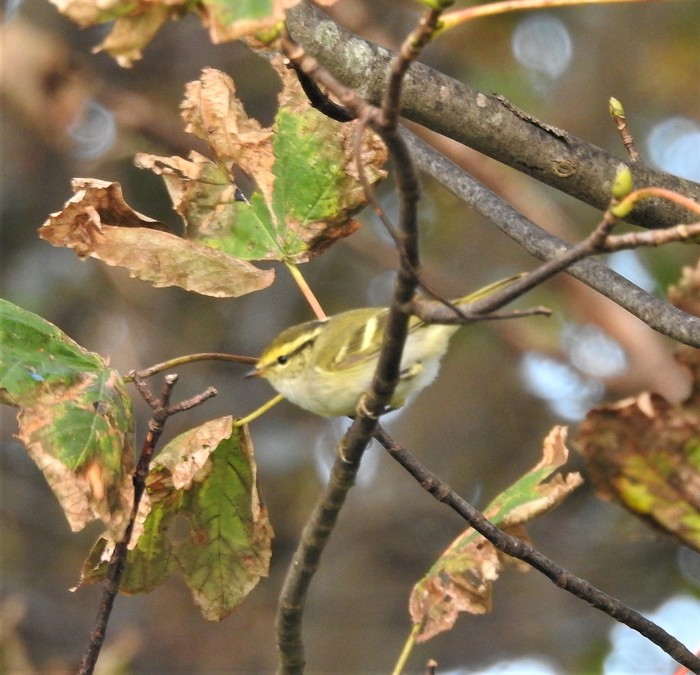 Pallas's Warbler