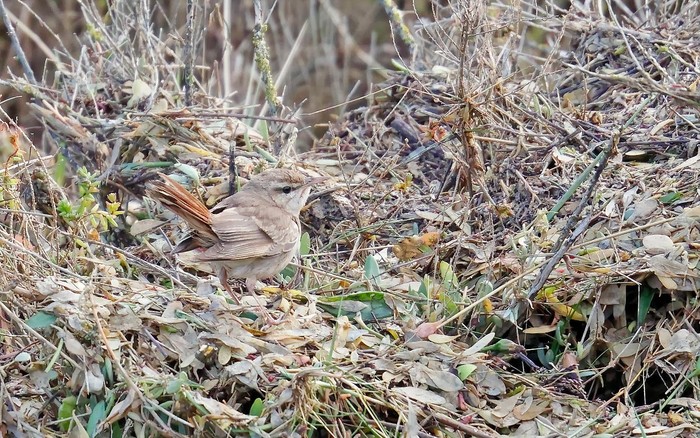 Eastern Rufous Bush Chat