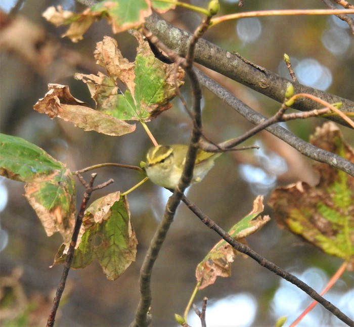 Pallas's Warbler