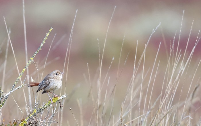 Eastern Rufous Bush Chat