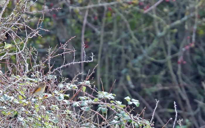Red-flanked Bluetail