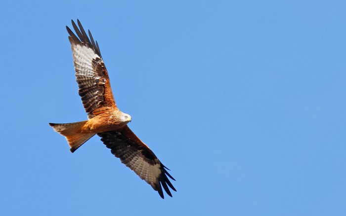 Red Kite