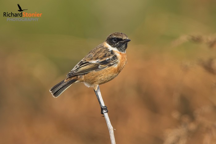 Stonechat