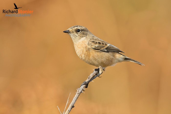 Siberian Stonechat