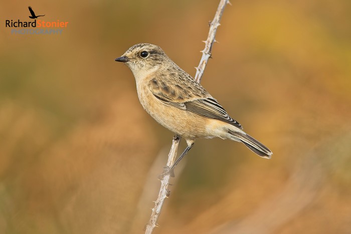 Siberian Stonechat