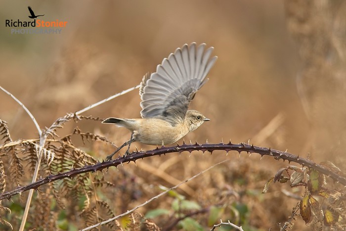 Siberian Stonechat