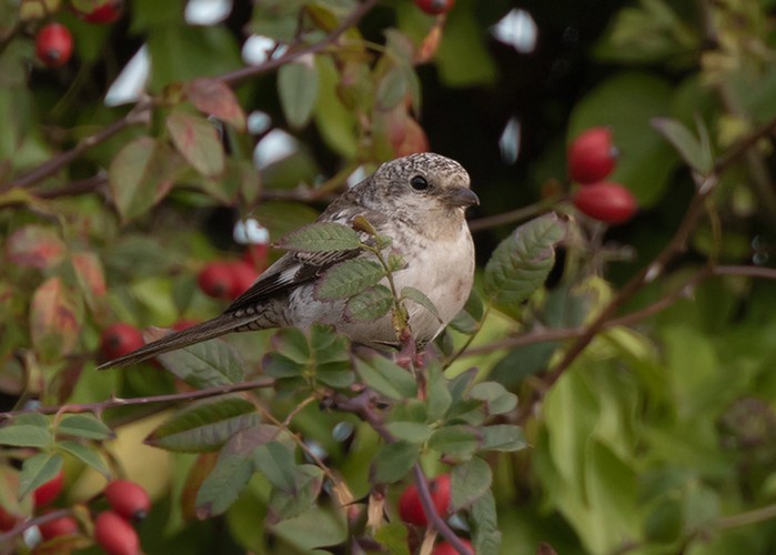 Masked Shrike