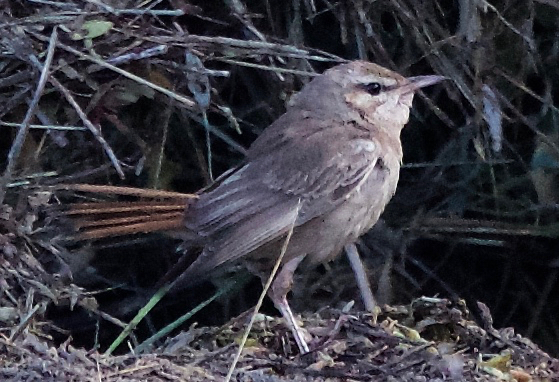 Eastern Rufous Bush Chat