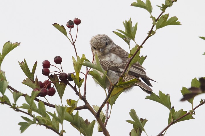 Masked Shrike