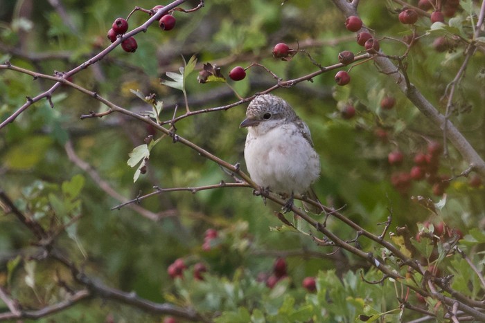 Masked Shrike