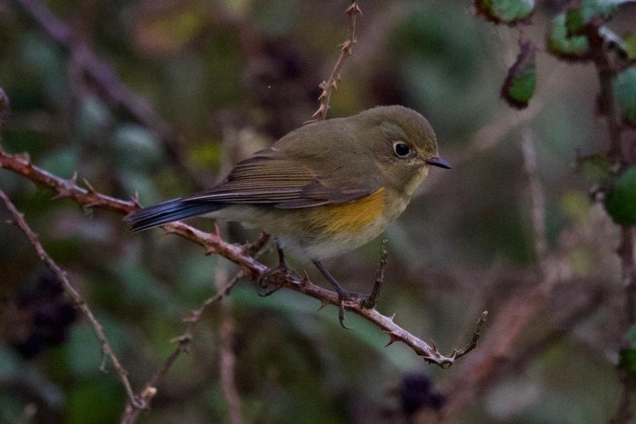 Red-flanked Bluetail