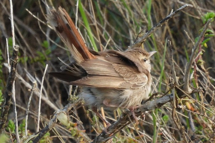 Eastern Rufous Bush Chat