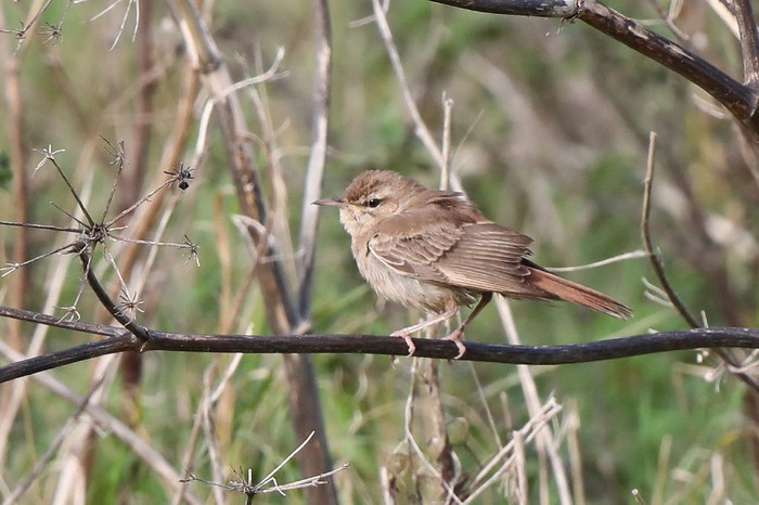 Eastern Rufous Bush Chat