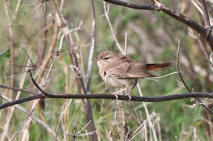 Eastern Rufous Bush Chat